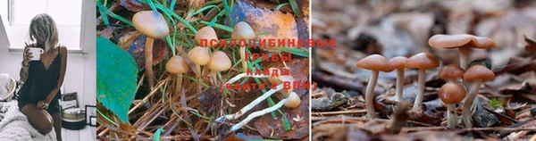 гашик Володарск